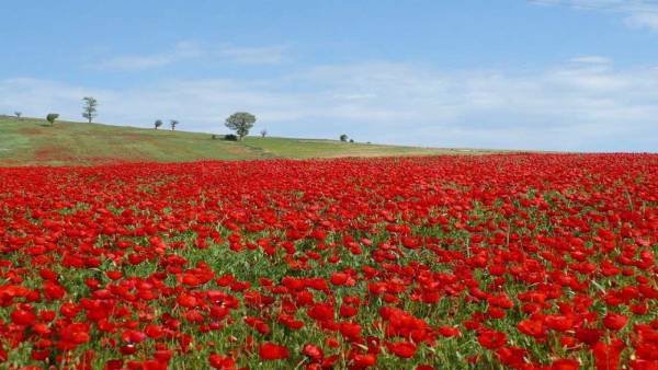 ÙØªÛØ¬Ù ØªØµÙÛØ±Û Ø¨Ø±Ø§Û Ú¯Ù ÙØ§Û Ø´ÙØ§ÛÙ ÙØ­Ø´Û Ø®ÙØ®Ø§Ù