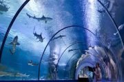 جذابیتهای آکواریوم تروکادرو پاریس | Aquarium de Paris