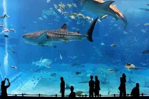پاریس,آکواریوم پاریس , پری دریائی , Aquarium de Paris, Cinéaqua ,آکواریوم تروکادرو