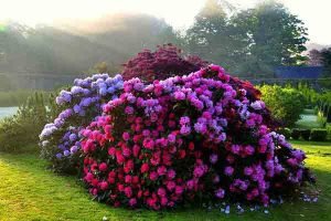 پارک فلورال پاریس , Parc floral